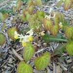 Epimedium perralderianum Flower