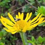 Doronicum clusii Flor