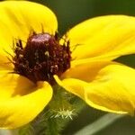 Rudbeckia triloba अन्य