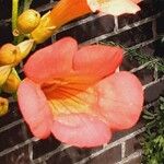 Campsis grandiflora Fula