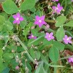 Spergula purpurea Квітка