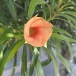 Thevetia neriifolia Flor