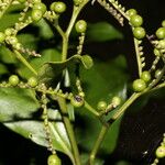 Tournefortia bicolor Fruto