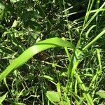 Arrhenatherum elatius 花