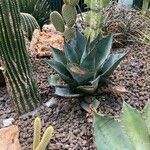 Agave havardiana 叶