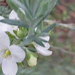 Gomphostigma virgatum Flower