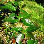 Abelia × grandiflora Lapas