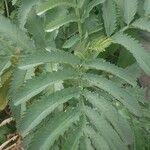 Melianthus major Blatt