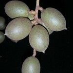 Talisia nervosa Fruit