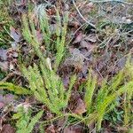 Lycopodium annotinum Foglia