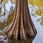 Taxodium distichum Bark