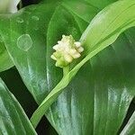 Spathiphyllum blandum Blüte