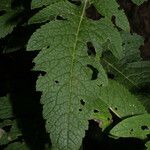 Dasistoma macrophylla Leaf