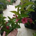 Weigela floridaBlad