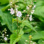 Veronica urticifolia 花