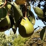 Pyrus communis Frukto