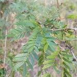 Calliandra surinamensis葉