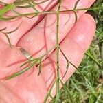 Seseli annuum Blatt