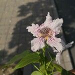 Catalpa bungei Λουλούδι