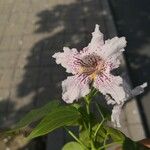 Catalpa bungei Blüte