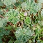 Malva neglecta Likasa