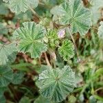 Malva neglecta Hoja