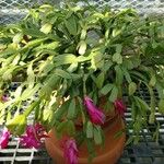 Schlumbergera bridgesii Hàbitat