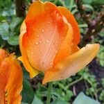 Tulipa agenensis Flower