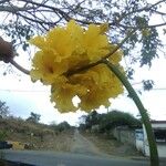 Handroanthus chrysanthus Virág