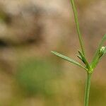 Cynanchica aristata Leaf