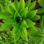 Nipponanthemum nipponicum Feuille