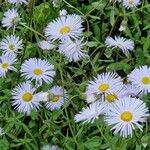 Erigeron speciosus Habitus