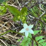 Psychotria nekouana