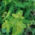 Euphorbia hyberna Кветка