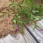 Polygala polygama Floare