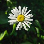 Leucanthemum vulgare Цвят