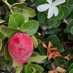 Carissa macrocarpa Flower