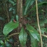 Anthurium consobrinum Leaf