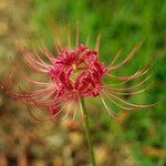 Lycoris radiata Кветка