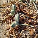 Pancratium maritimum Frutto