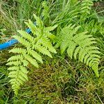 Athyrium filix-femina 整株植物