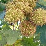 Liquidambar styraciflua Meyve