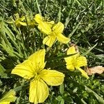 Oenothera triloba Λουλούδι