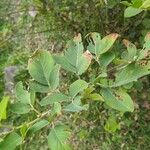 Dendrolobium umbellatum Leaf