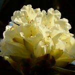 Rhododendron lacteum Flor