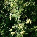 Vicia pisiformis Sonstige