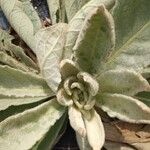 Verbascum thapsus mulleinপাতা