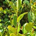 Sorbus chamaemespilus Folio