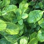 Barleria obtusa Leaf
