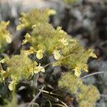 Teucrium franchetianum Flor